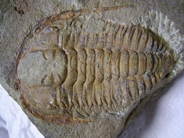 本物 Dicranurus trilobite 三葉虫化石デボン紀モロッコ ...